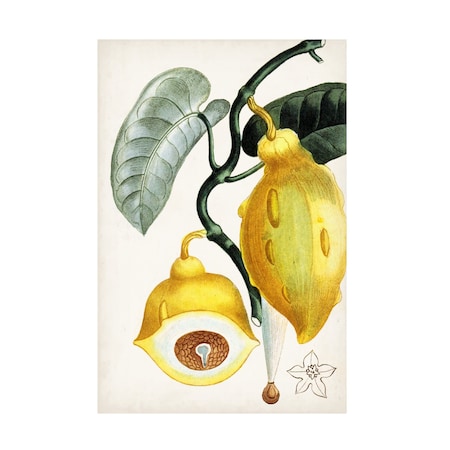 Turpin 'Turpin Tropical Fruit IV' Canvas Art, 12x19